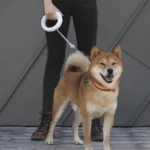 Moestar Ufo Retractable Pet Leash 2 Plus