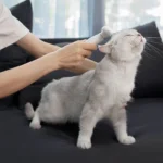 Pawbby De-Shedding Brush MG-PCO001